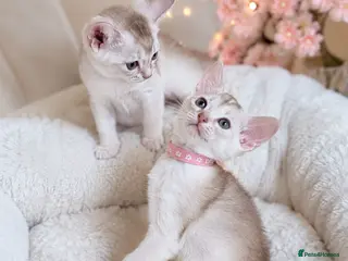 Abyssinian cats 🏆✨ Beautiful Silver Cinnamon Abyssinian ✨🏆❤️ - Advert 3