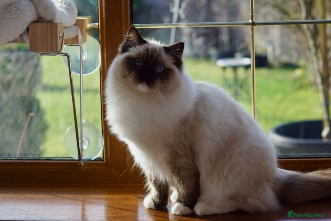 Ragdoll cats for sale: Pedigree Adult Ragdolls  - Advert 25