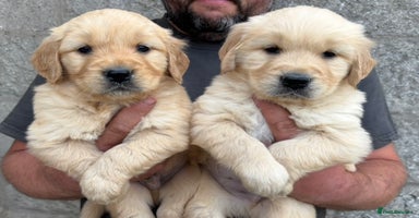 Golden Retriever dogs - Advert 13