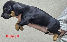 Mixed Breed dogs for sale: Confident & Well-Socialised Presa x Staffy Pups - Image 12