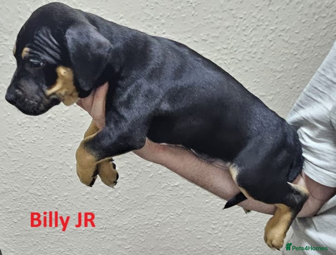 Mixed Breed dogs for sale: Confident & Well-Socialised Presa x Staffy Pups - Image 12