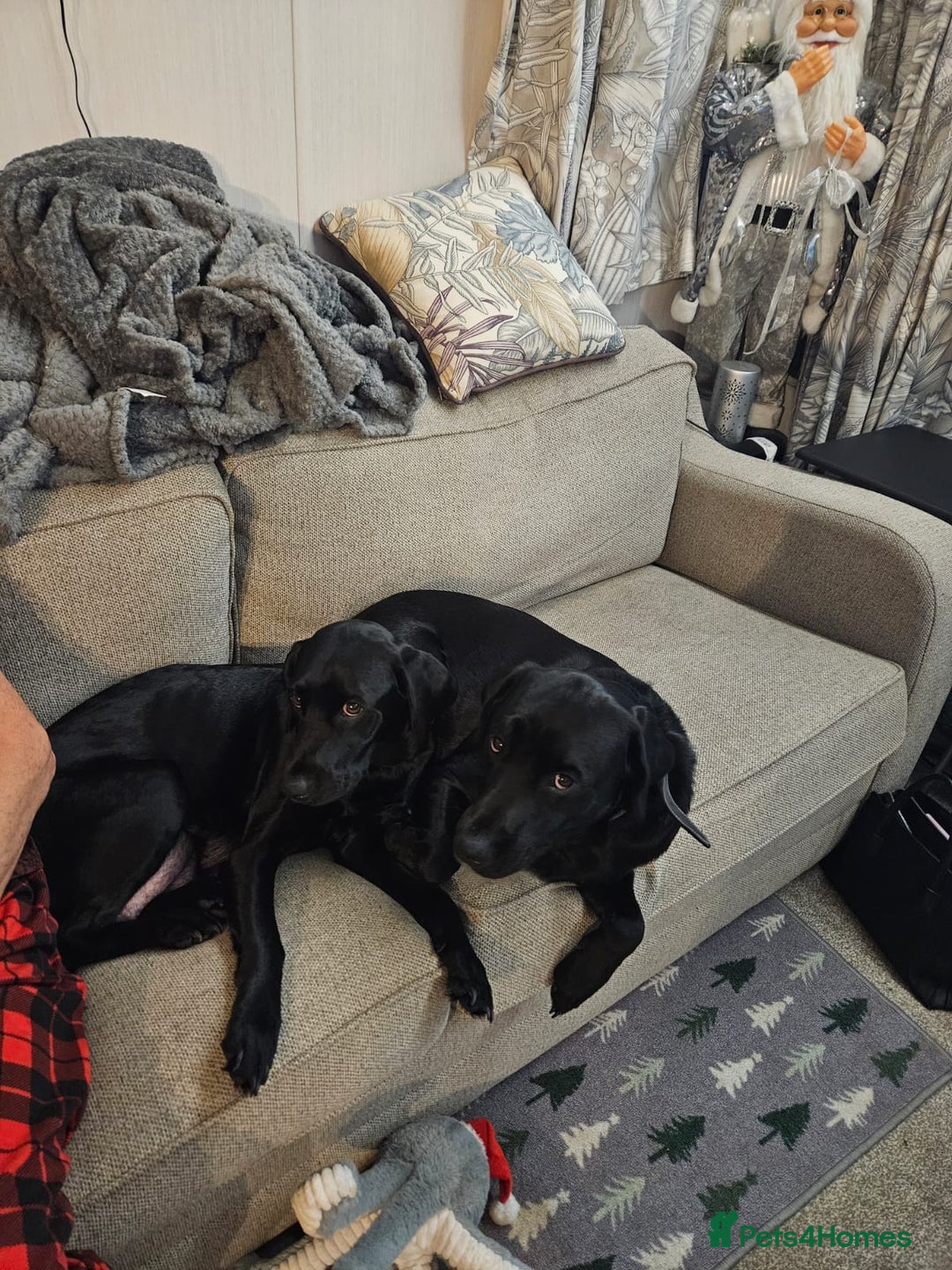 Labrador Retriever dogs for sale: Beautiful Labrador puppies for sale - Advert 1