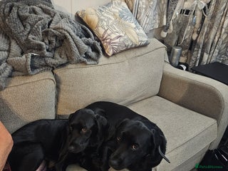 Labrador Retriever dogs Beautiful Labrador puppies for sale - Advert 6