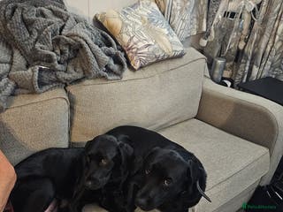 Labrador Retriever dogs Beautiful Labrador pups only boys left - Advert 13