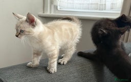 Mixed Breed cats for sale: 3 beautiful kittens - Image 4