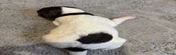 English Springer Spaniel dogs for sale: Beautiful Springer Spaniel Puppies  in Swadlincote - Advert 13