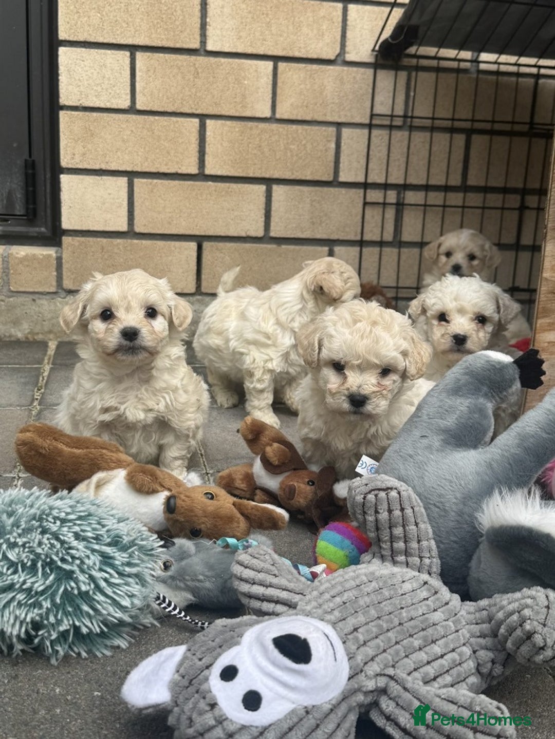 Bichon Frise dogs for sale: last 3 bichon frise remaining - Image 5