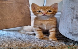 Mixed Breed cats for sale: Kittens  - Image 1