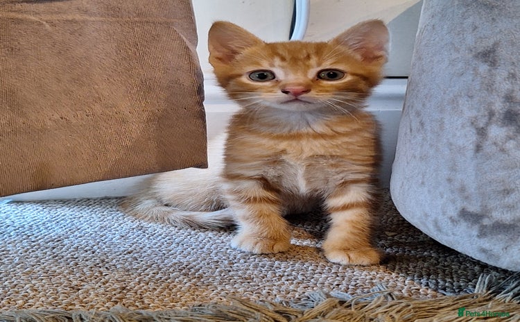 Mixed Breed cats - Advert 15