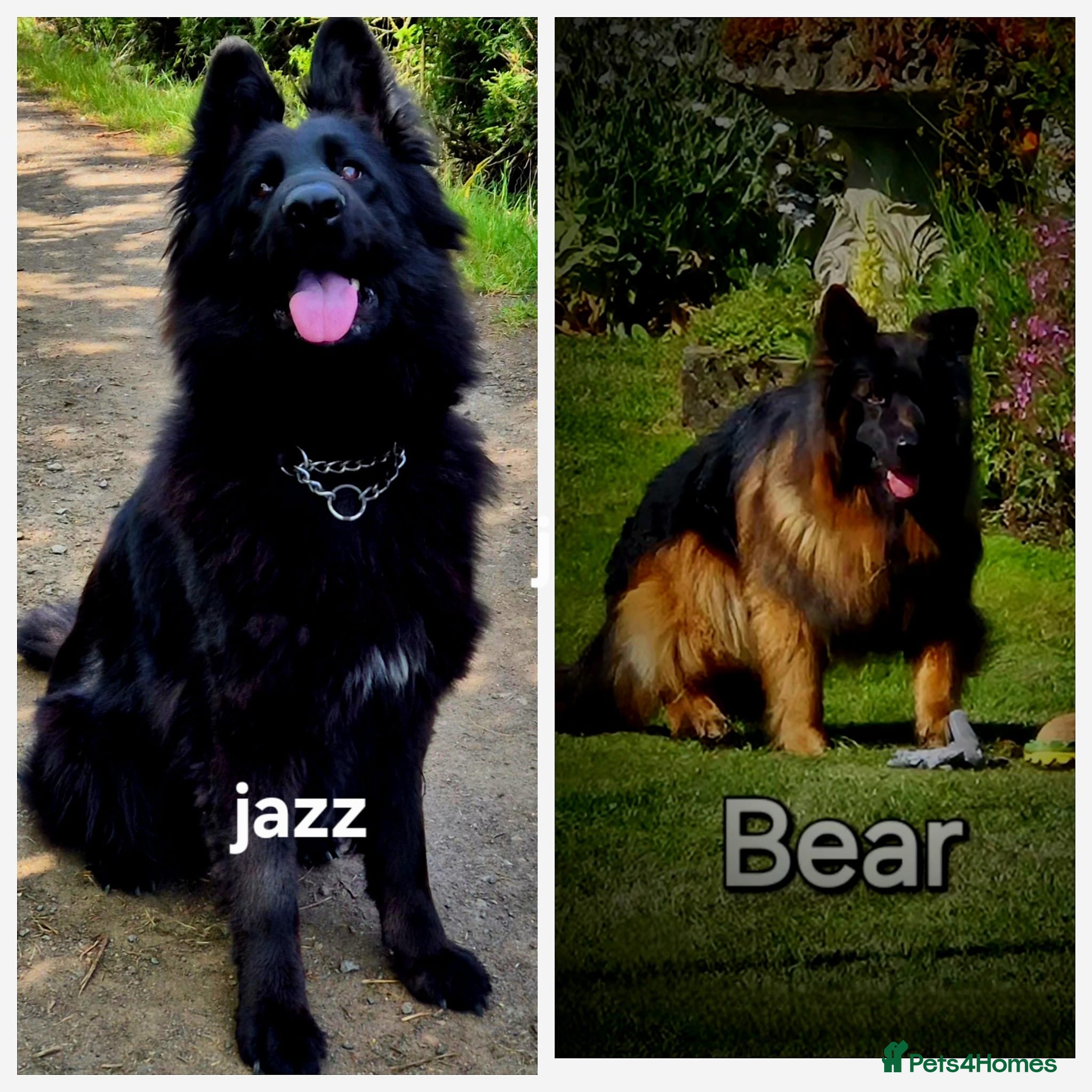 German Shepherd dogs KC registered DM clear German shepherds  - Advert 2