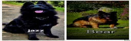 German Shepherd dogs for sale: KC registered DM clear German shepherds  - Advert 1