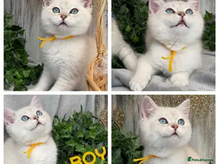 British Shorthair cats British shorthair golden point Kittens TICA - Advert 1