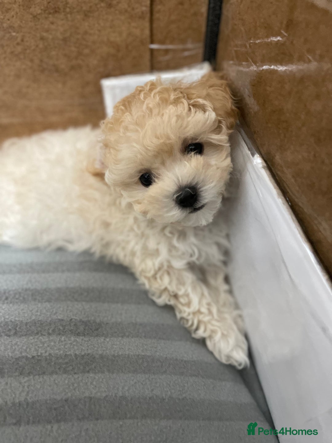 Maltipoo dogs for sale: Tiny F1B Korean maltipoos  - Image 6