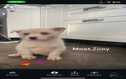Siberian Husky dogs for sale: Husky for sale - Image 4