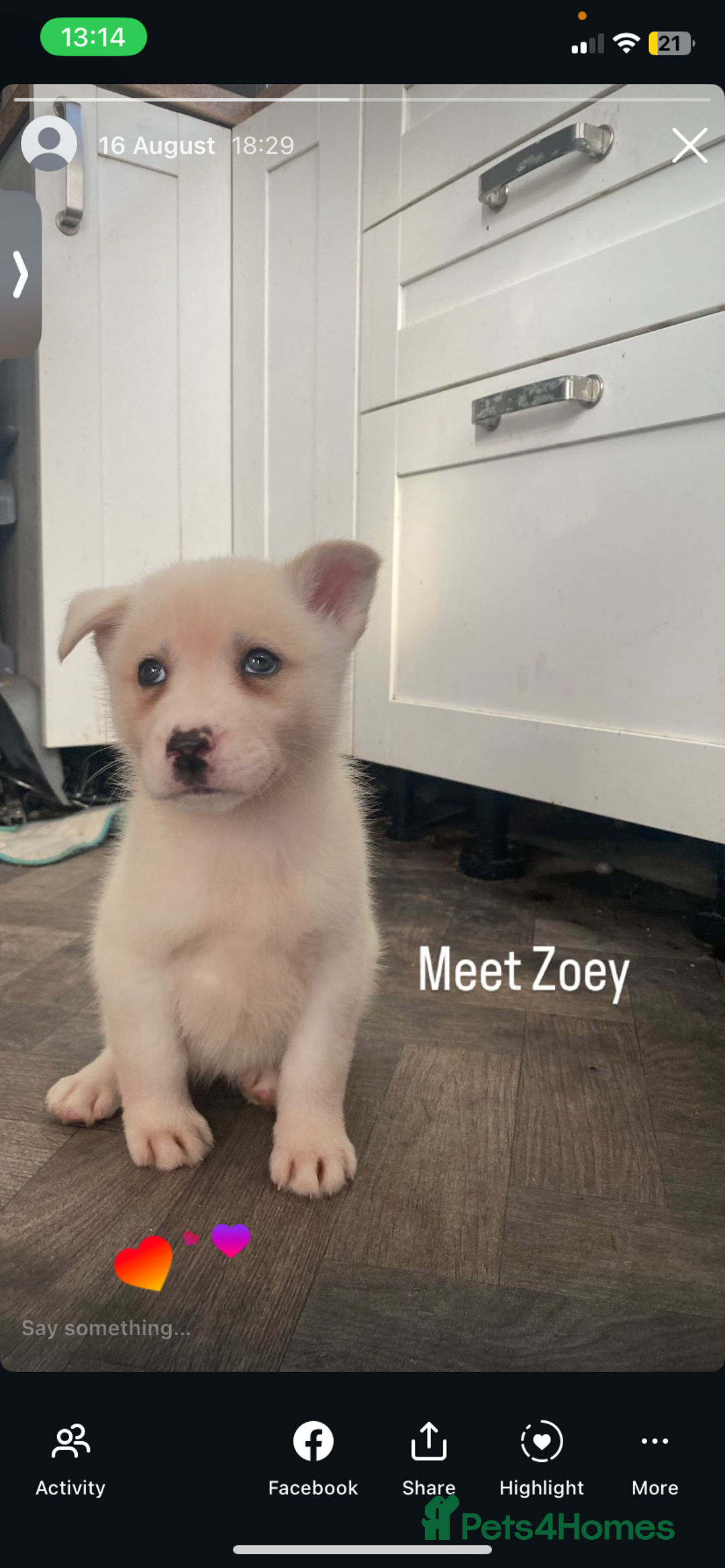 Siberian Husky dogs for sale: Husky for sale - Image 4