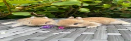 Netherland Dwarf rabbits for sale: Purebred Bunnies Netherland Dwarf - Advert 1