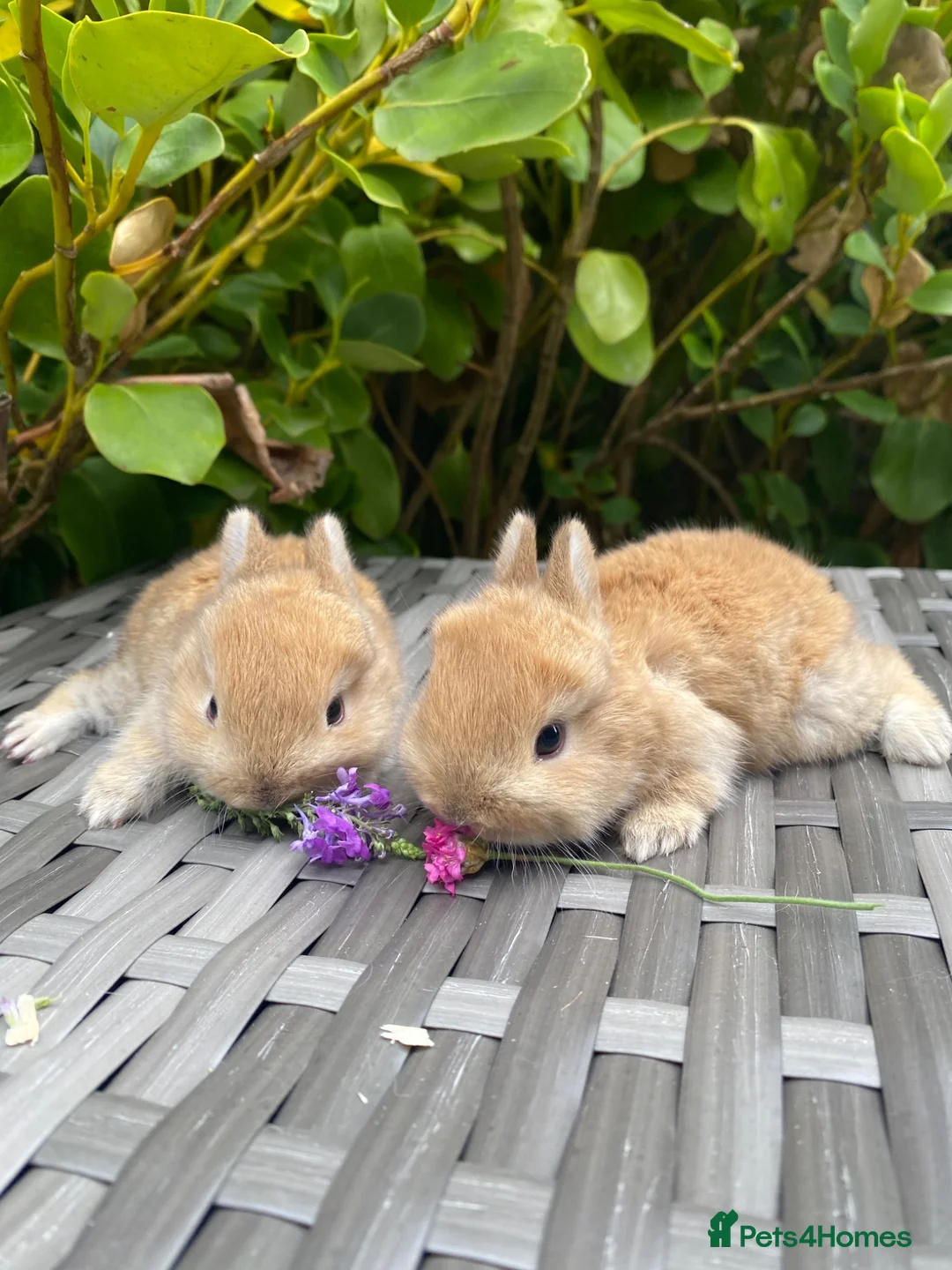 Netherland Dwarf rabbits for sale: Purebred Bunnies Netherland Dwarf - Advert 1