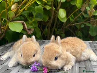Netherland Dwarf rabbits Purebred Bunnies Netherland Dwarf - Advert 10