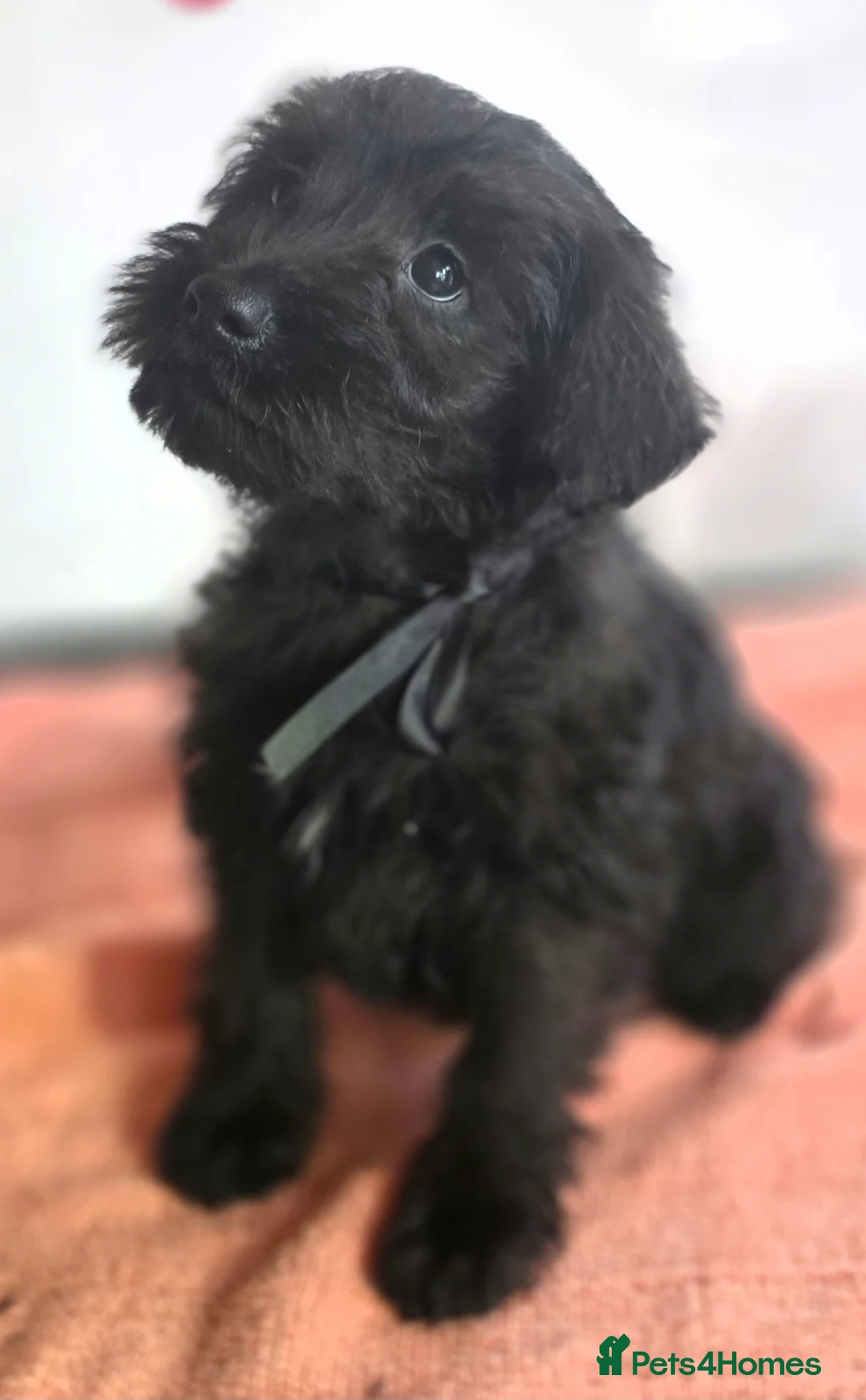 Schnoodle dogs for sale: Schnoodle puppies - Advert 1