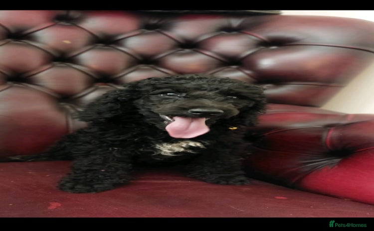 Mixed Breed dogs - Advert 1