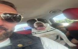 Presa Canario dogs for sale: BANE PRESA CANARIO 2 years old male  - Image 1