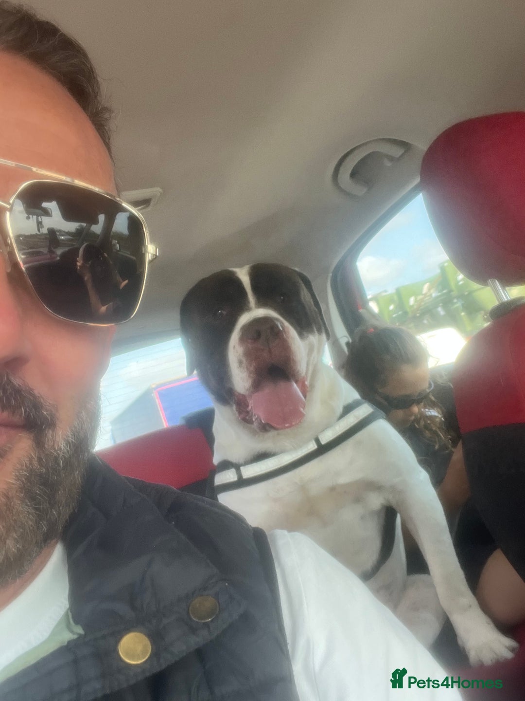 Presa Canario dogs for sale: BANE PRESA CANARIO 2 years old male  - Image 1