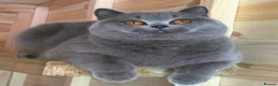 British Shorthair cats for sale: Beautiful girl  - Advert 1