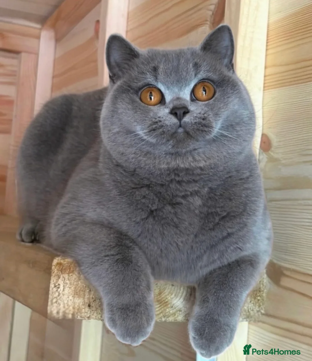 British Shorthair cats for sale: Beautiful girl  - Advert 1