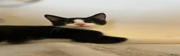 Domestic Shorthair cats for sale: Smartie black and white 15 week old male kitten  in Hitchin - Advert 8