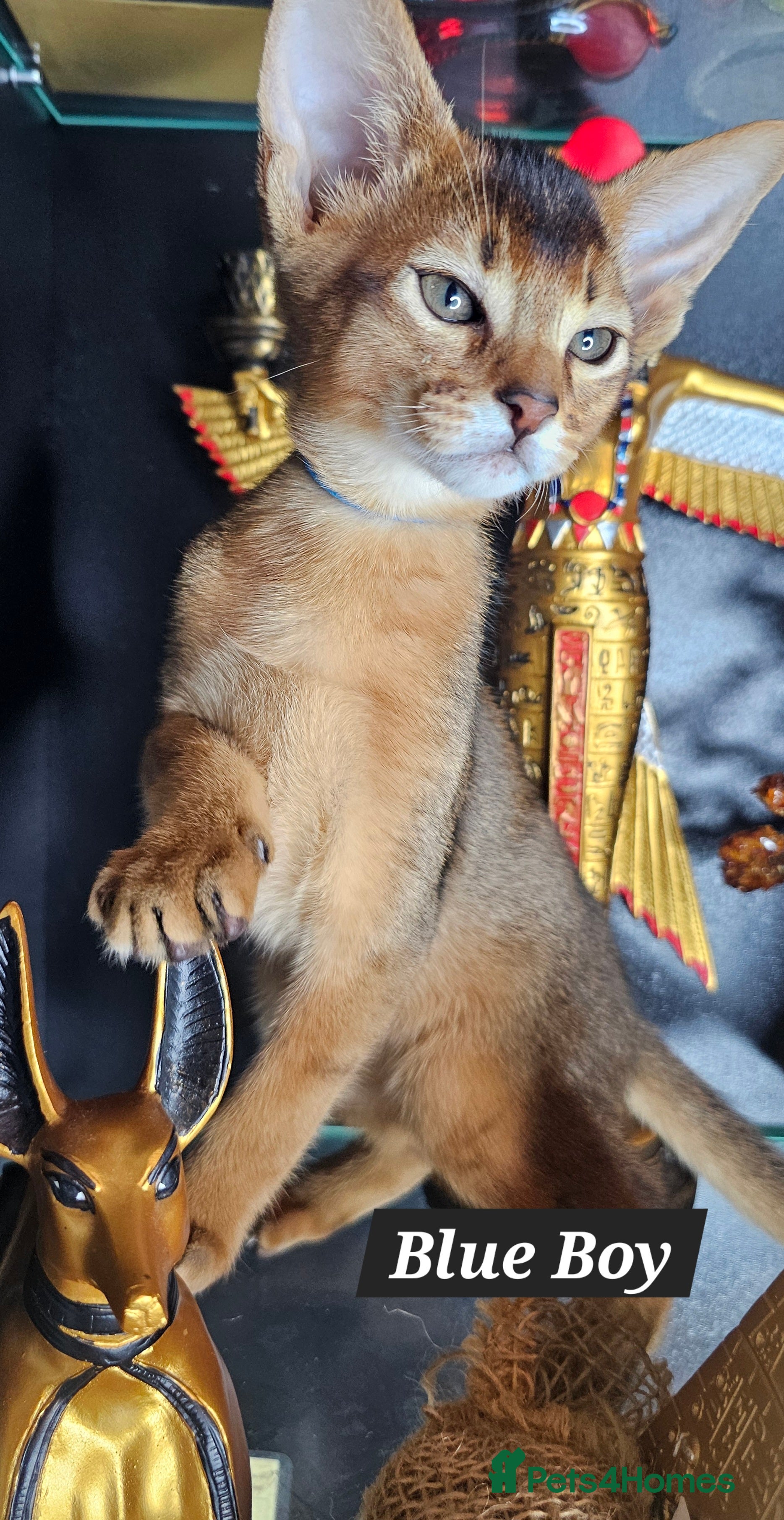 Abyssinian cats Abyssinian CHAMPION🏆 kittens🐱 - Advert 6