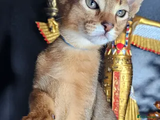 Abyssinian cats Abyssinian CHAMPION🏆 kittens🐱 - Advert 6