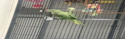 Parrots birds for sale: Alexandrine in Northampton - Advert 3
