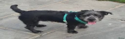 Mixed Breed dogs for adoption: Gorgeous Puppy For Adoption - Advert 2