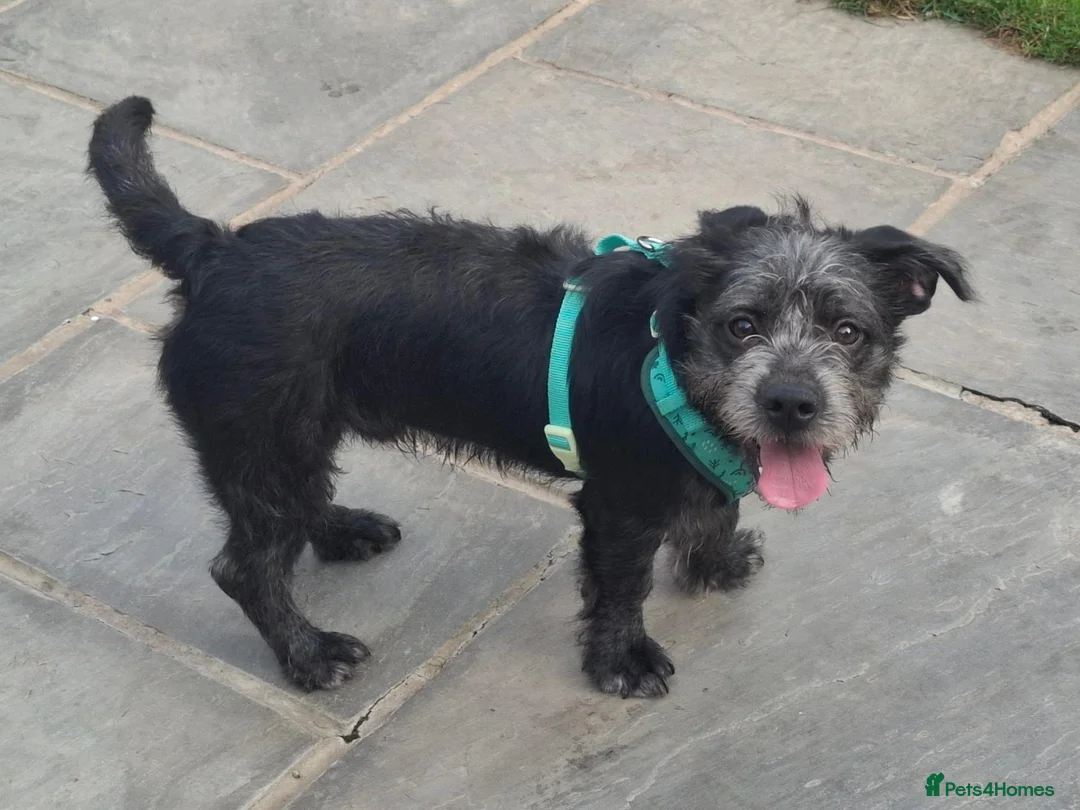 Mixed Breed dogs for adoption: Gorgeous Puppy For Adoption - Advert 2