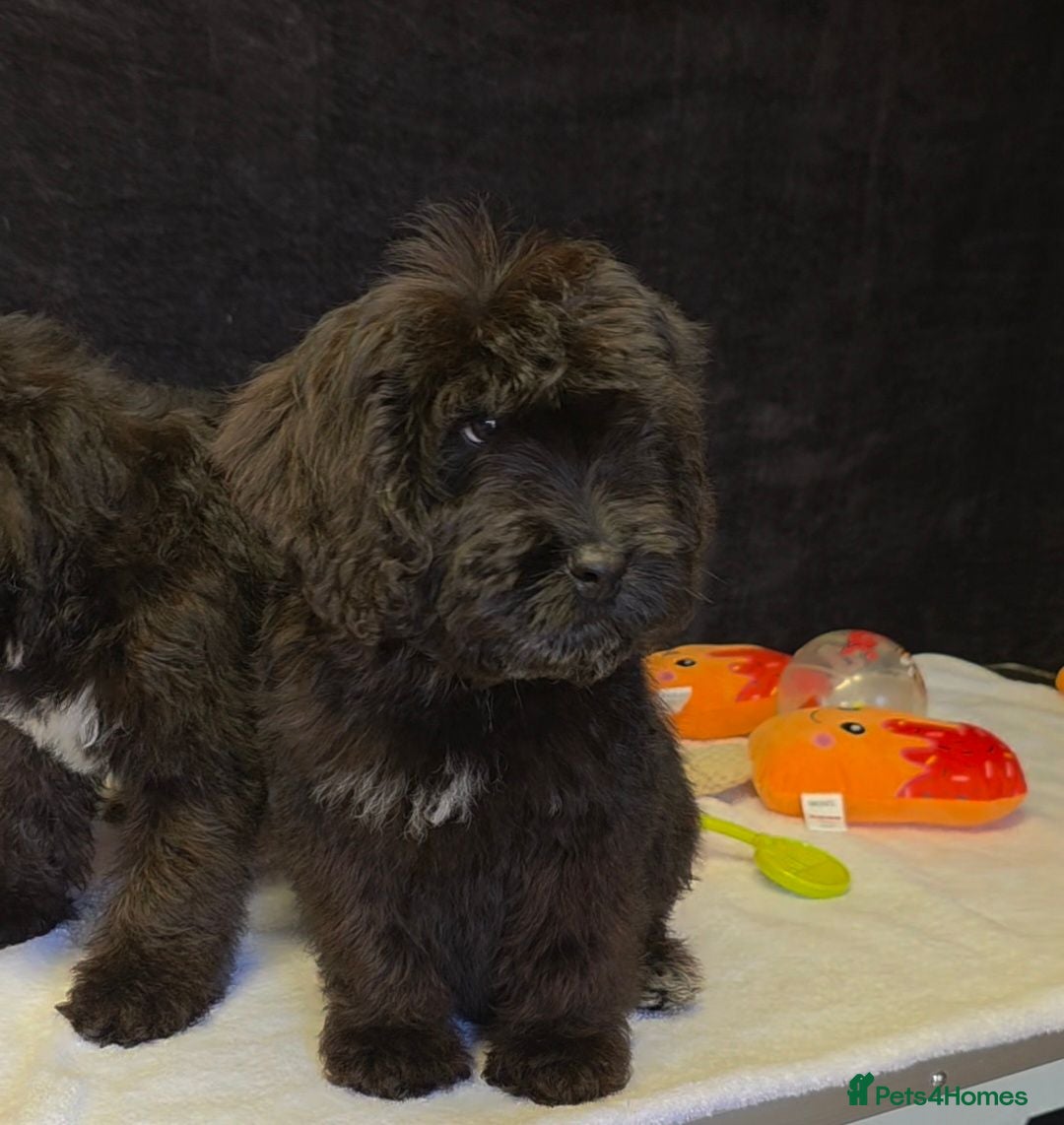 Cockapoo dogs Adorable cockapoo puppys READY NOW  - Advert 2