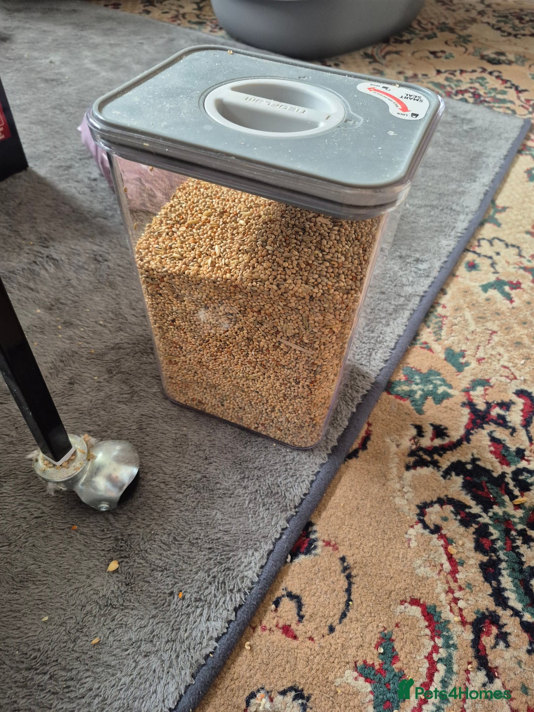 Budgerigars birds for sale: Bonded pair of budgies plus cage and extras in Brighton - Image 8