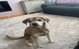 Mixed Breed dogs for sale: Vizla / husky seeking new home - Image 1