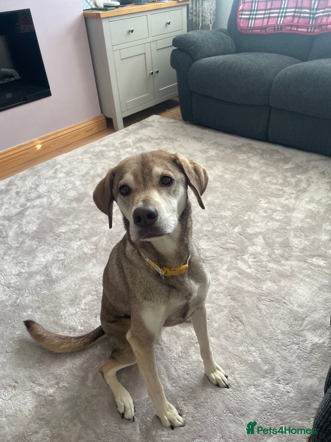 Mixed Breed dogs for sale: Vizla / husky seeking new home - Image 1