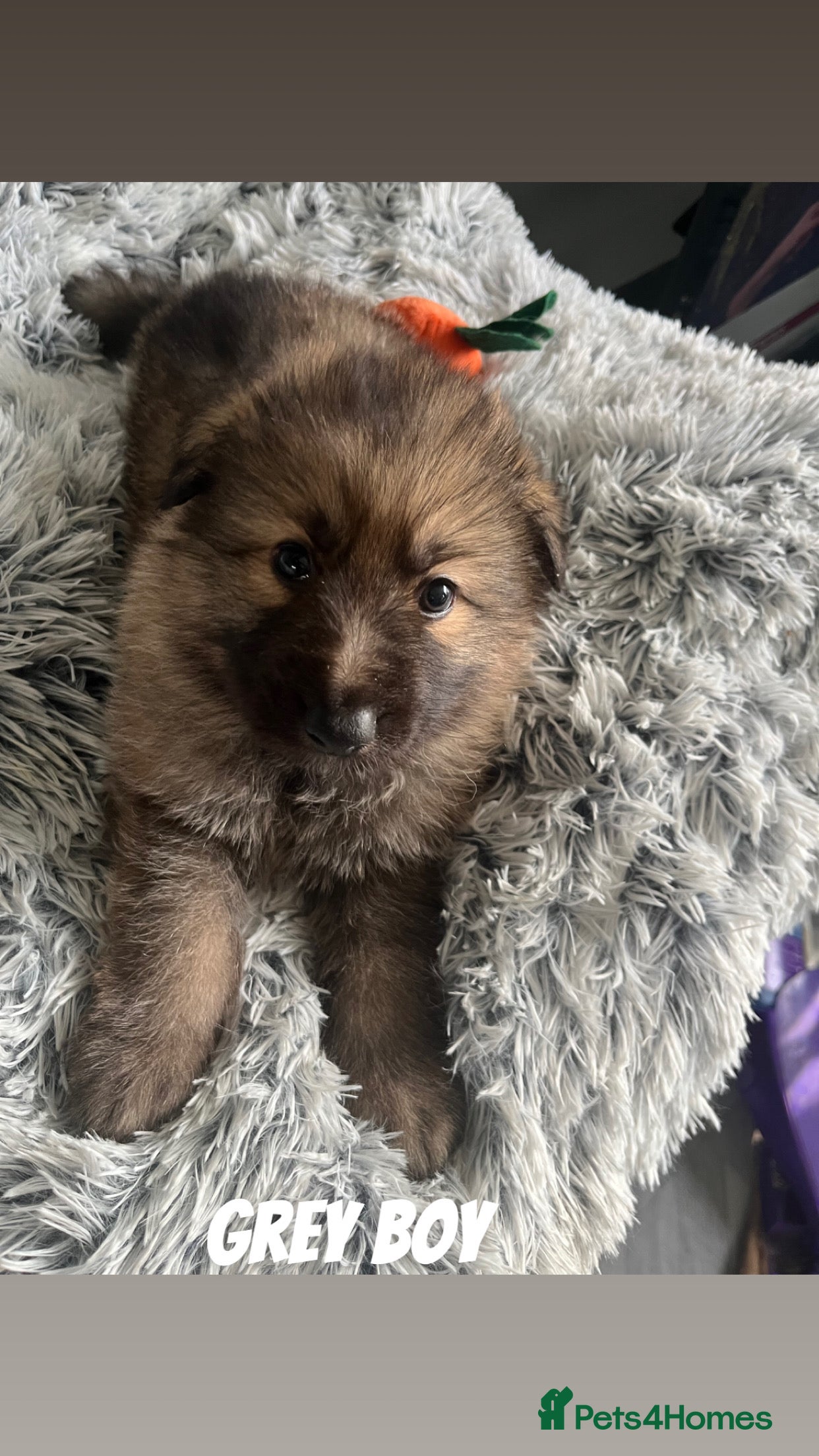 German Shepherd dogs Beautiful KC Reg Straight Back German Shepherds🐾 - Advert 1