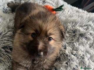German Shepherd dogs Beautiful KC Reg Straight Back German Shepherds🐾 - Advert 1