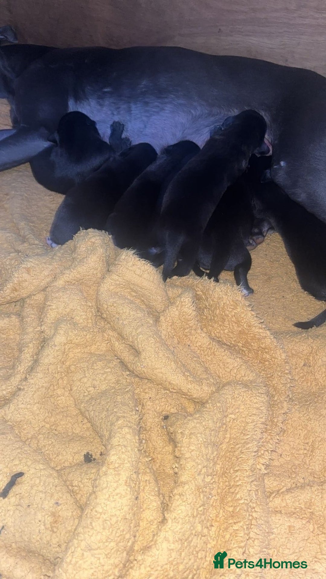 Mixed Breed dogs for sale: 2 female lurcher pups come from working stock - Advert 5