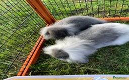 Mini Lop rabbits for sale: Male mini lop babies READY TO LEAVE  - Image 17