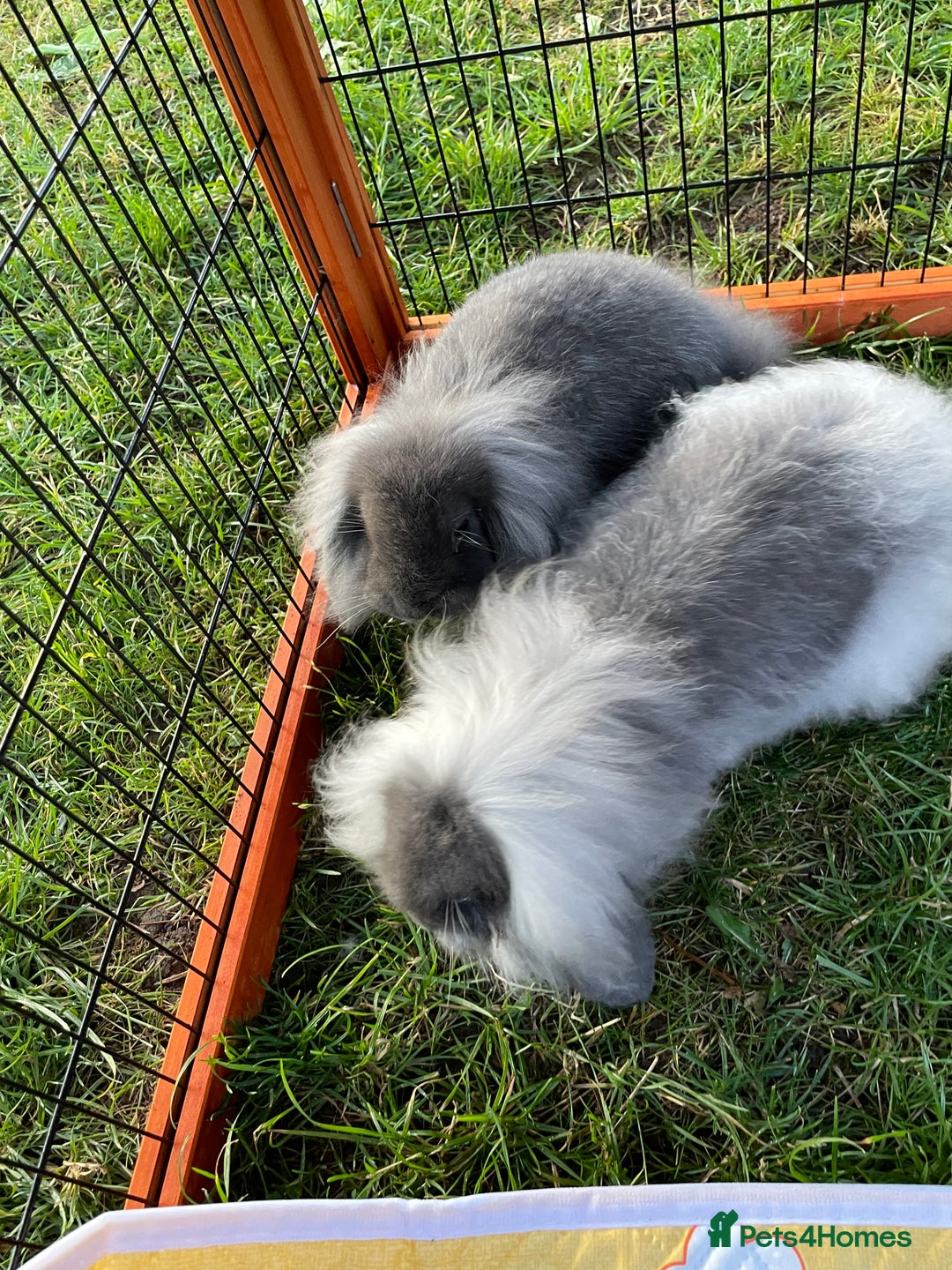Mini Lop rabbits for sale: Male mini lop babies READY TO LEAVE  - Image 17