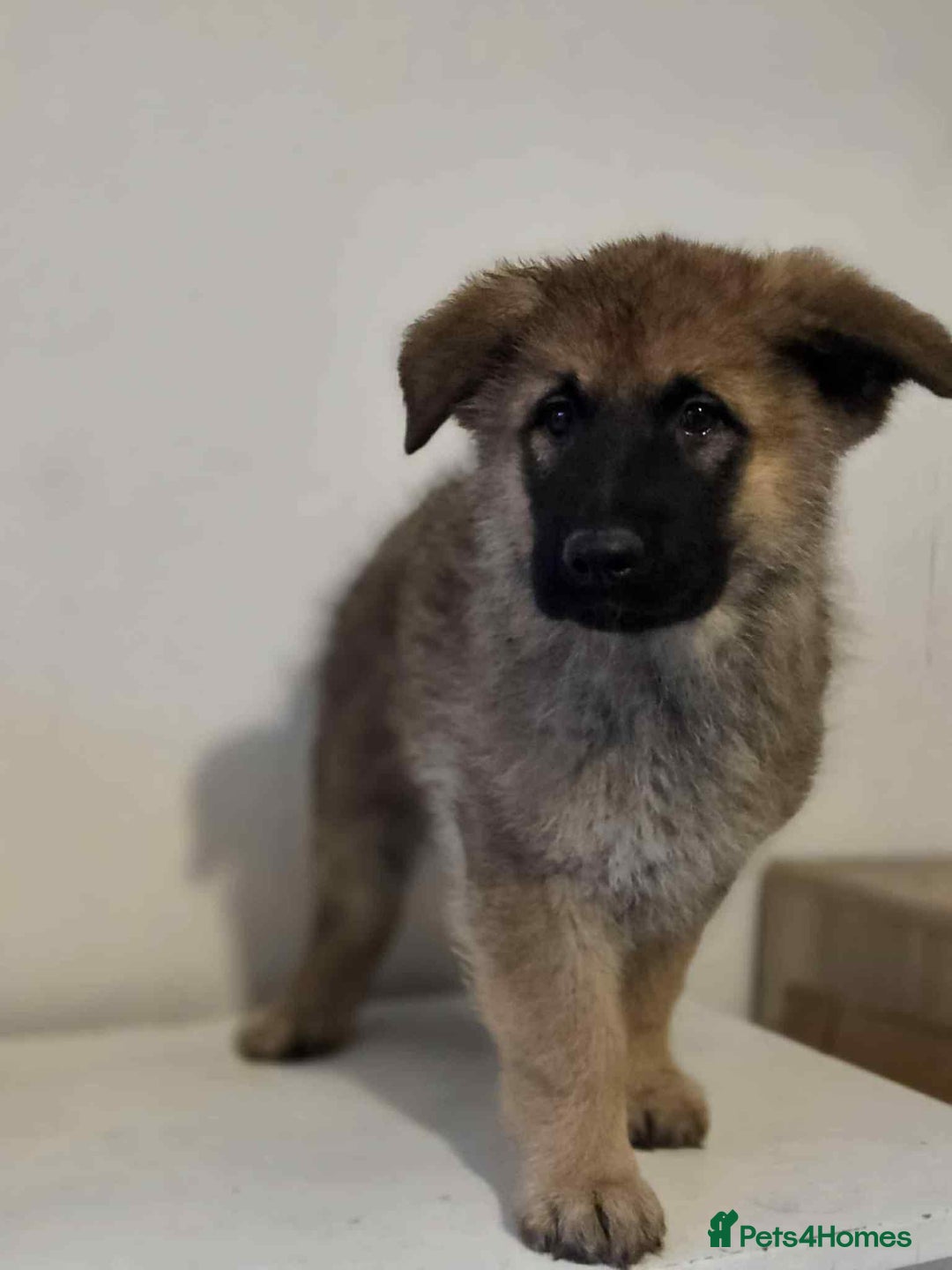 German Shepherd dogs for sale: German shepherd pups  - Image 26