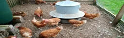 Chickens poultry for sale: Rescue Ex Commercial Laying Hens Chickens - Advert 4
