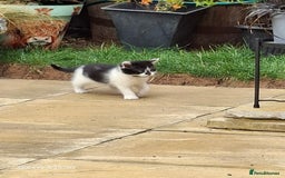 Mixed Breed cats for sale: 4 beautiful kittens  - Image 3