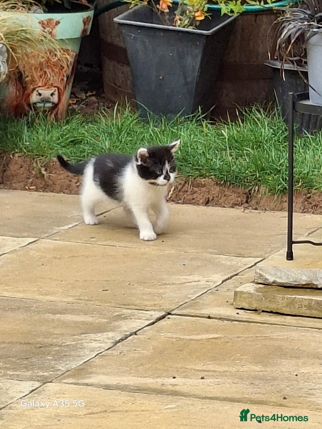 Mixed Breed cats for sale: 4 beautiful kittens  - Image 3