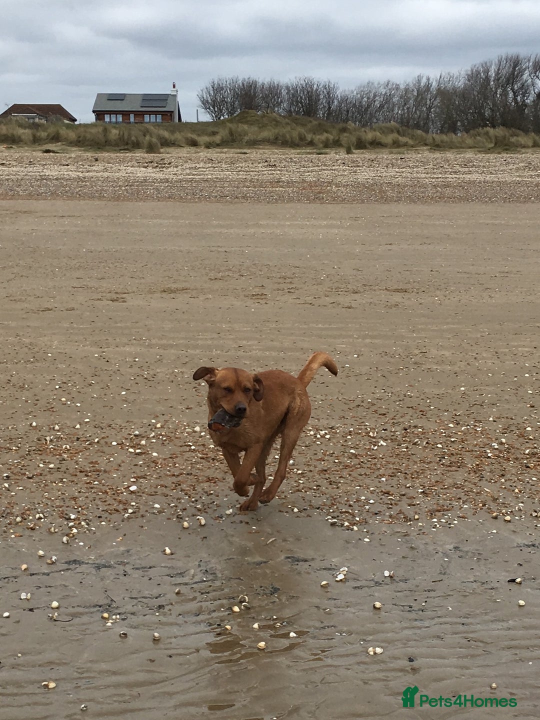 Labrador Retriever dogs for stud: Fully Health Tested Labrador for stud in Ashford - Image 10