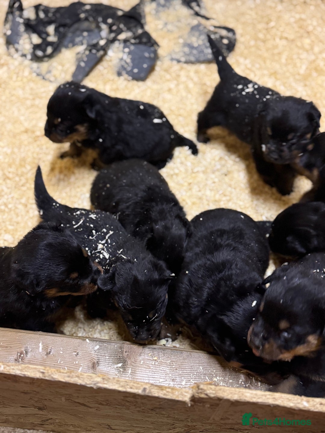 Rottweiler dogs for sale: Rottweiler Puppies - Advert 11