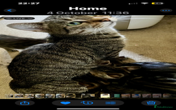 Bengal cats for sale: Glittery Bengal X Kittens With Famous References!  - Image 13